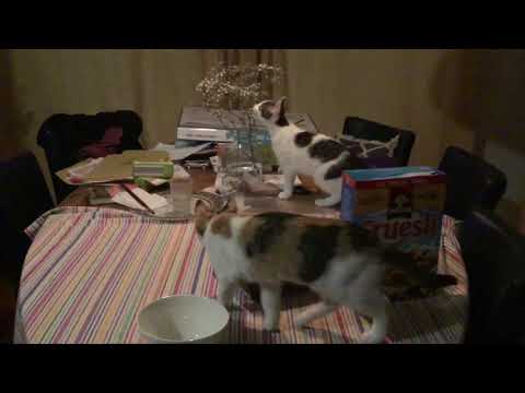 Video: Hoe Een Kat Te Spenen Van Het Beklimmen Van Een Tafel?