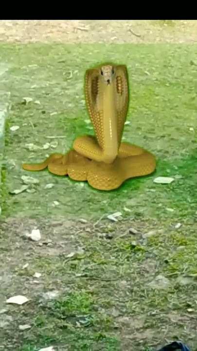Golden Snake Attack Animation green Screen Video#shots #Tending