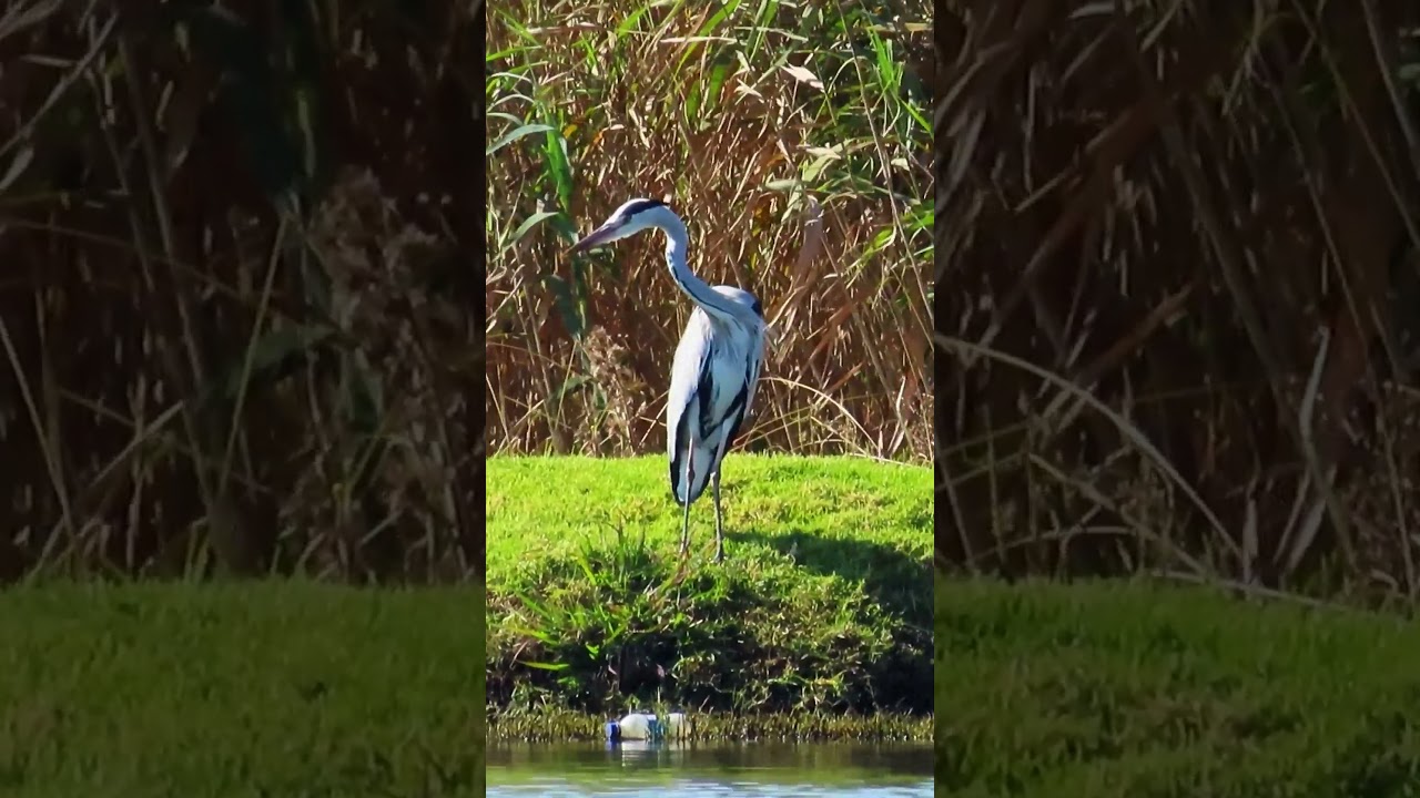 Great Blue Heron (Ardea herodias) with  original water bird sounds 