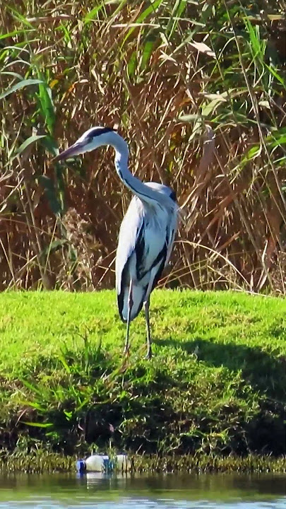 Great Blue Heron (Ardea herodias) with  original water bird sounds #shorts