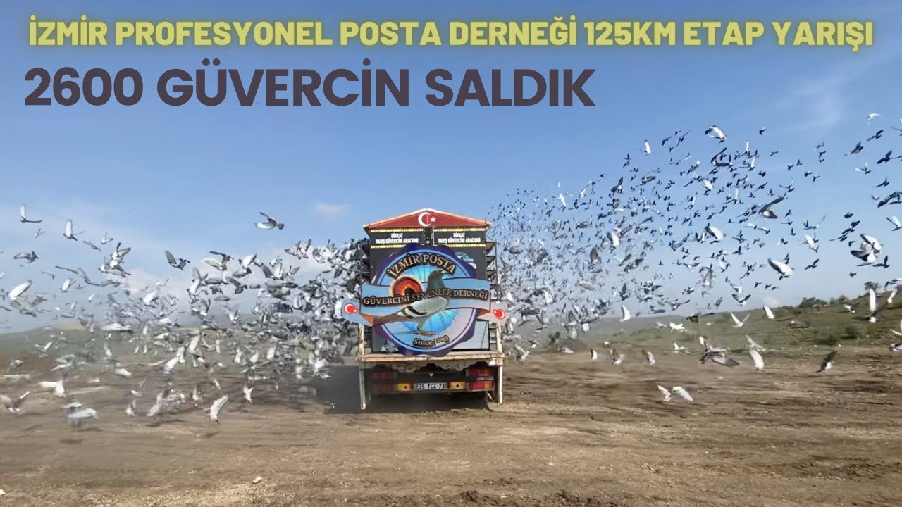 Posta Güvercinleri Nasıl Yarışır ?  Bir Şampiyonun Hikayesi Sizlerle ... How to make pigeon races ?