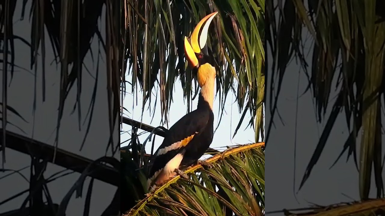 Great hornbill calling.