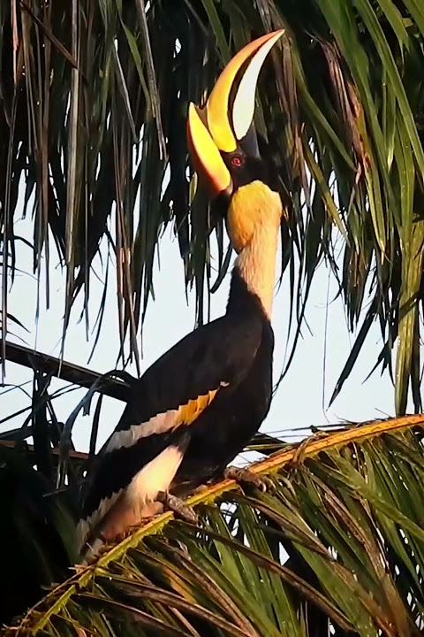 Great hornbill calling.