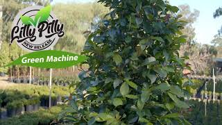 New Generation Lilly Pilly Green Machine