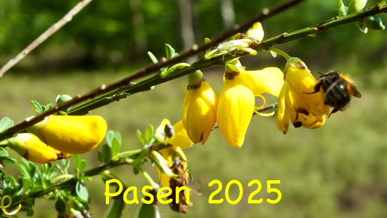 Pasen 2025 - YouTube