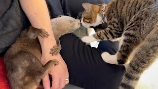 カワウソのフリフリ尻尾に引き寄せられる猫 A cat drawn to the otter's wagging tail