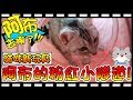 【Bonnie】阿布在哪裡?! - 貓咪的新玩具│阿布的超治癒粉紅隧道 ! !