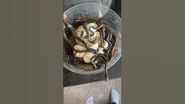 Macklot’s Python hatchlings!  11 baby Liasis mackloti fresh out of the egg.