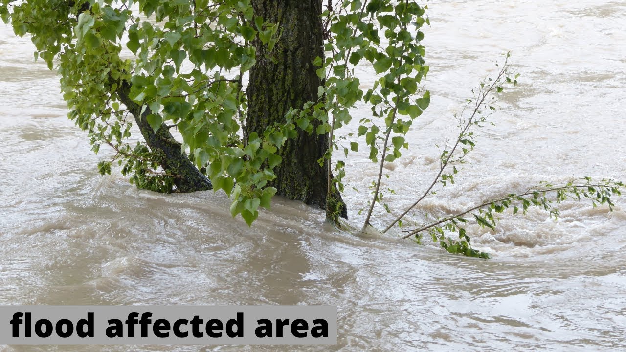 Flooded Landscape With Palm Trees