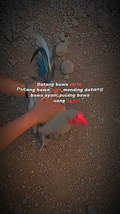 #story WhatsApp #story sabung ayam plipin Sulawesi Selatan
