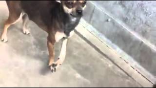 Ringo - Id Injured, Tamba - Id , And Bam Bam - Id At Devore Shelter Ca