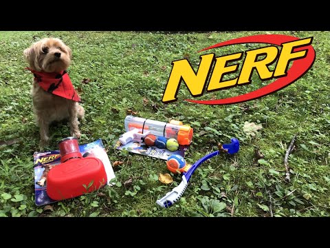 honest-review:-nerf-dog-toys-(complete-with-dog!)