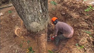 Cut down the trembesi tree down to the roots   Husqvarna 395 xp