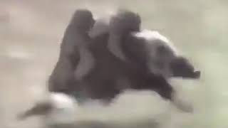 Video lucu kera (monyet) naik babi hutan (celeng).