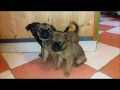 Chiots petit brabançon de l'élevage des Honey's Bulls de IpOp  2016