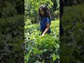 Srilanka vilage life    beautiful village visitsrilanka asia teaestates girl