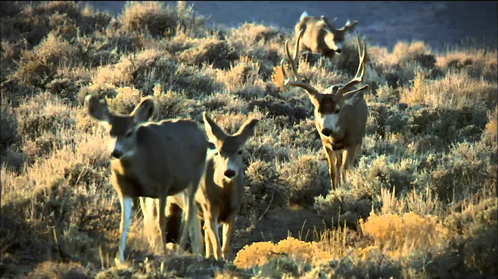 Wild Mule Deer Herd Reunion | Nature on PBS