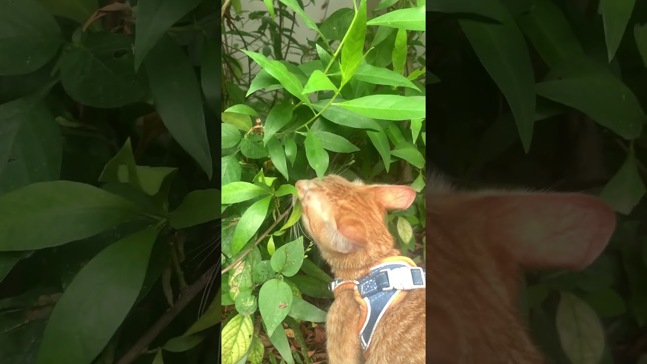 cat sniffing leaves
