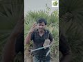 Happy Birthday Tree 🎂🌱| Subscriber Son பேர்ல ஒரு மரம் நட்டாச்சு – Green Tamil Nadu #vivasayam #tamil