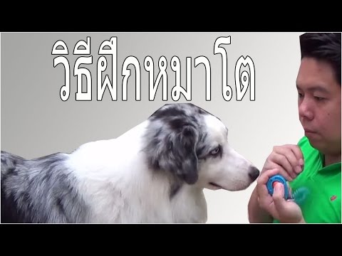 วีดีโอ: วิธีฝึกสุนัขโตเต็มวัย