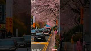 Keindahan Sakura Korea Selatan Yang Menakjubkan Potret Alam Yang Memukau