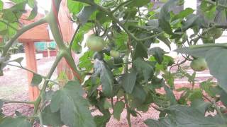 How To Prune Tomato Plants: In 3 Easy & Important Steps