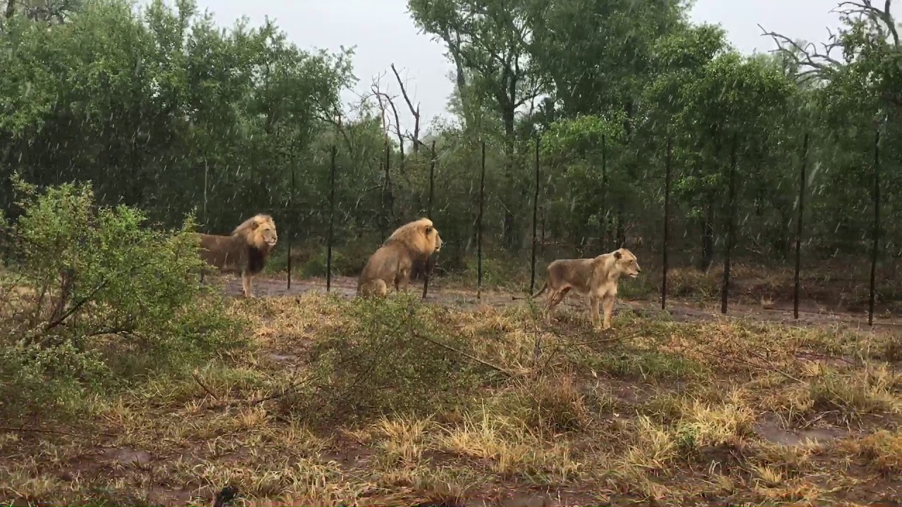 Lions at Hlane Royal Park in Eswatini on a Raining 🌧 Morning