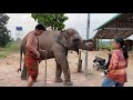 เจียวเปลี่ยนชุดแล้ว एक हाथी,elephant