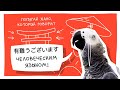 Говорящий попугай Винчи и «благодарю» по-японски #Shorts