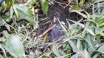 CÂU CÁ THIÊN NHIÊN||CÂU CÁ THIÊN NHIÊN CÁ LÔI GÃY CẦN RỒI||MINH ĐỨC MT