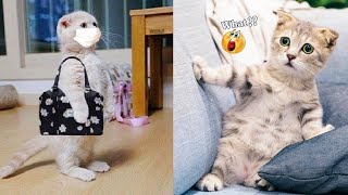 Try Not To Laugh  Funniest Cats and Dogs 2024 #23