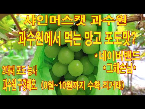 김천에 맛있는포도 샤인머스캣(망고포도)과수원 방문했어요_그해손님