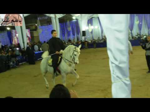 ادب خيل رشاد مجدي ابوزيد و ست الحبايب حفلة المساعيد
