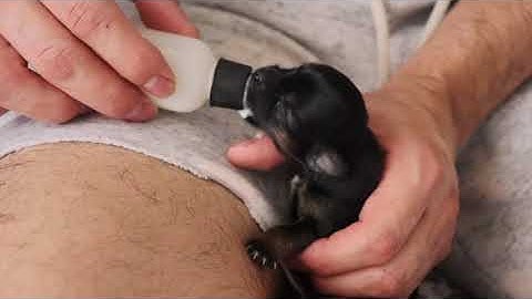 How to Bottle Feed Puppies Video Tip