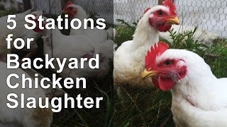 5 Stations for Chicken Slaughter