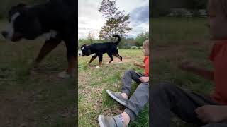 Our bernese mountain dog from 8 weeks to 10 months!