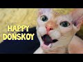 Pretty Cute Donskoy Cat Mew : Russian Hairless Don Sphynx Cat の動画、YouTube動画。