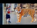 Children Really Want To Have A Pet 동요와 아이 노래 어린이 교육 