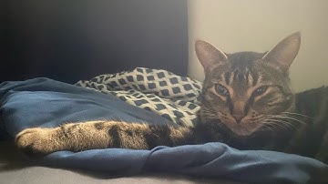 Rambo: First Blood Part II