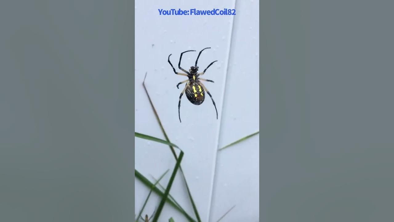 Amazing Argiope Garden Spider Weaving Zigzag Stabilimentum Into Her  YouTube