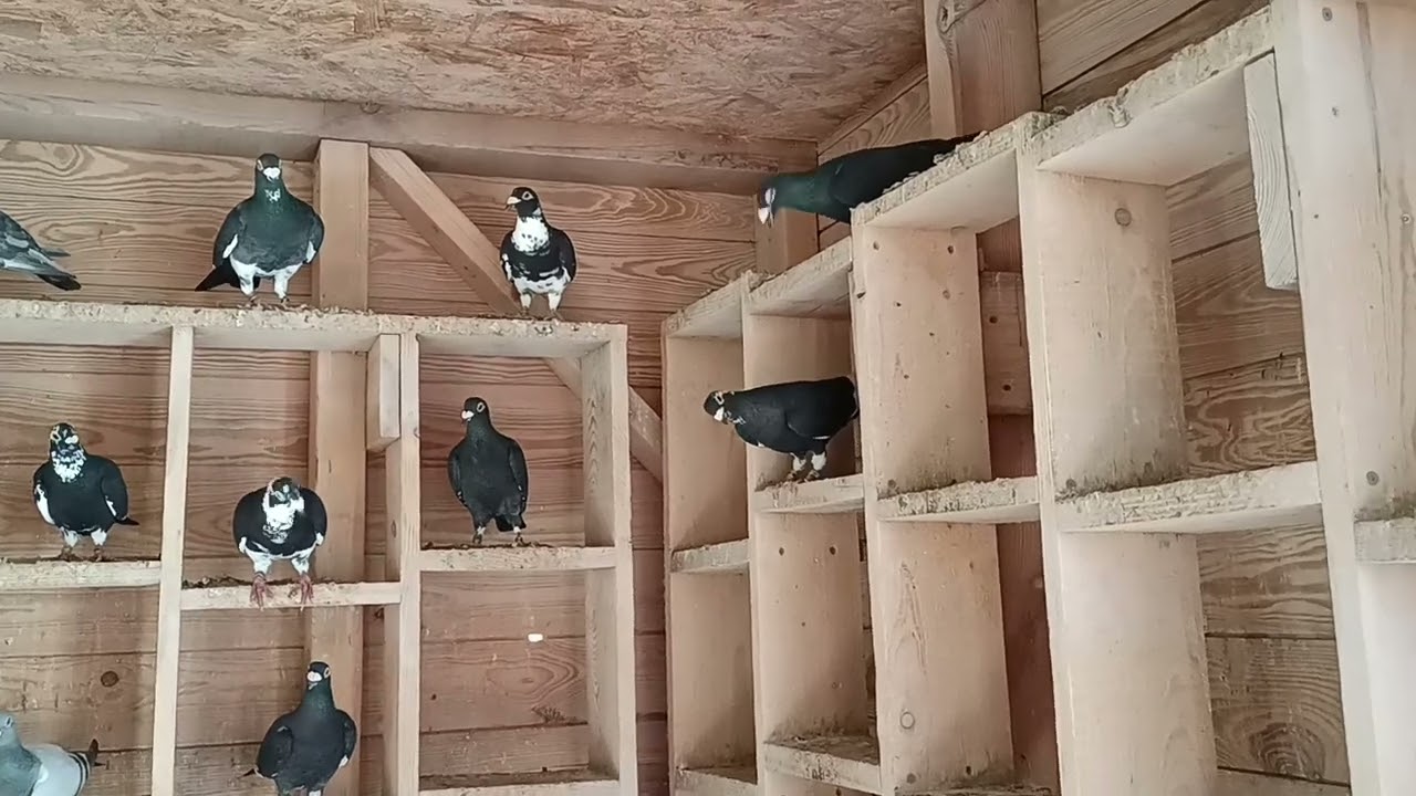 Fabry film na prośbę kolegi hodowcy