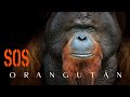 Simios | Orangután