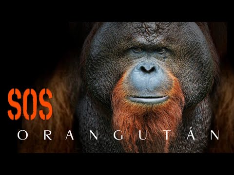 Videó: Szumátrai orangután: leírás és fotó
