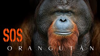 Simios | Orangután by BENILANDIA 1,547 views 1 year ago 6 minutes, 12 seconds