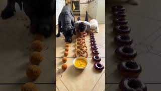 Massive Cane Corso vs Tiny Havanese Scotch Egg and Ube Donut Disaster