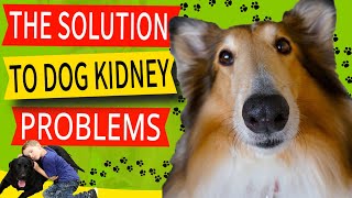 Symptoms of Kidney Disease in Dogs (The Cause And Urgent Solution Dogs Need)