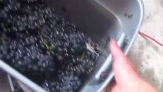 Wine Making Process Part 1, The Rinse
