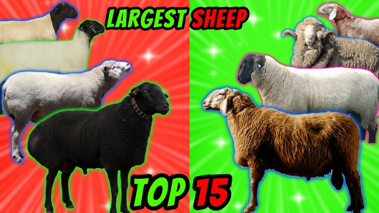 Top 15 Largest Sheep Meat Breeds in the World | Domestic Sheep Breeds | Country by Country 