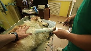 Осмотр собаки Вали после операции.