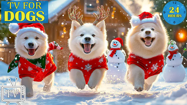 12 Hours of Dog TV for Dogs to Watch 🐶🎄 Christmas Serenity Music for Running Dogs & Stress Relief